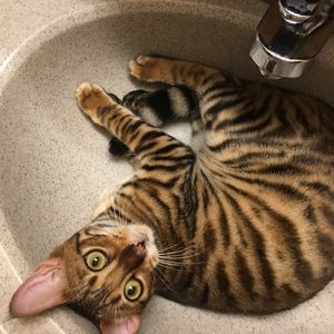 Meet your Posher, Brooke